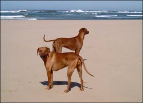 Zimba und Chakanyuka